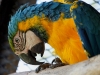 Blue and Gold Macaws