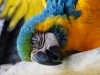 Blue and Gold Macaws