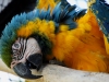 Blue and Gold Macaws