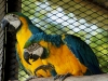 Blue and Gold Macaws