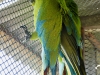 Buffon Macaw
