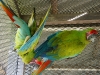 Buffon Macaw