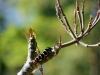 Caterpillar