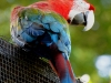 Scarlett Macaw