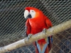 Scarlett Macaw