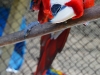 Scarlett Macaw