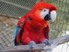 Scarlett Macaw
