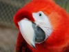 Scarlett Macaw