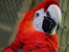 Scarlett Macaw