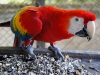 Scarlett Macaw