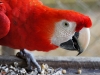 Scarlett Macaw