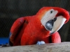 Scarlett Macaw