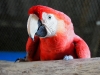 Scarlett Macaw