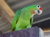 Green Amazon