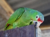 Green Amazon