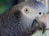 Grey parrot