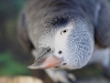 Grey parrot