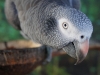 Grey parrot