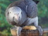 Grey parrot