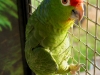 Green Amazon