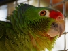 Green Amazon