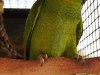 Green Amazon