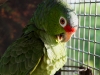 Green Amazon