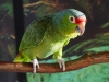 Green Amazon