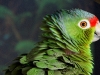 Green Amazon