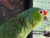 Green Amazon