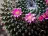 110118_cactus03