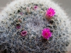 110118_cactus04