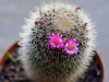 110118_cactus05