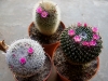 110118_cactus06