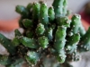 110118_cactus09