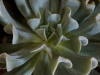 110118_cactus11