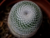 110118_cactus12