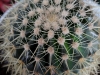 110118_cactus13