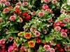 110118_flowershow_boquette19