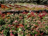 110118_flowershow_boquette20