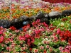 110118_flowershow_boquette21