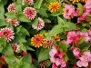 110118_flowershow_boquette23