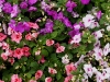 110118_flowershow_boquette24