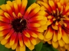 110118_flowershow_boquette27