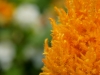 110118_flowershow_boquette28