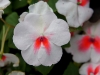 110118_flowershow_boquette29