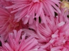 110118_flowershow_boquette30