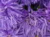 110118_flowershow_boquette31