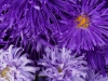 110118_flowershow_boquette32