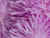 110118_flowershow_boquette34